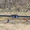 狙う野良猫