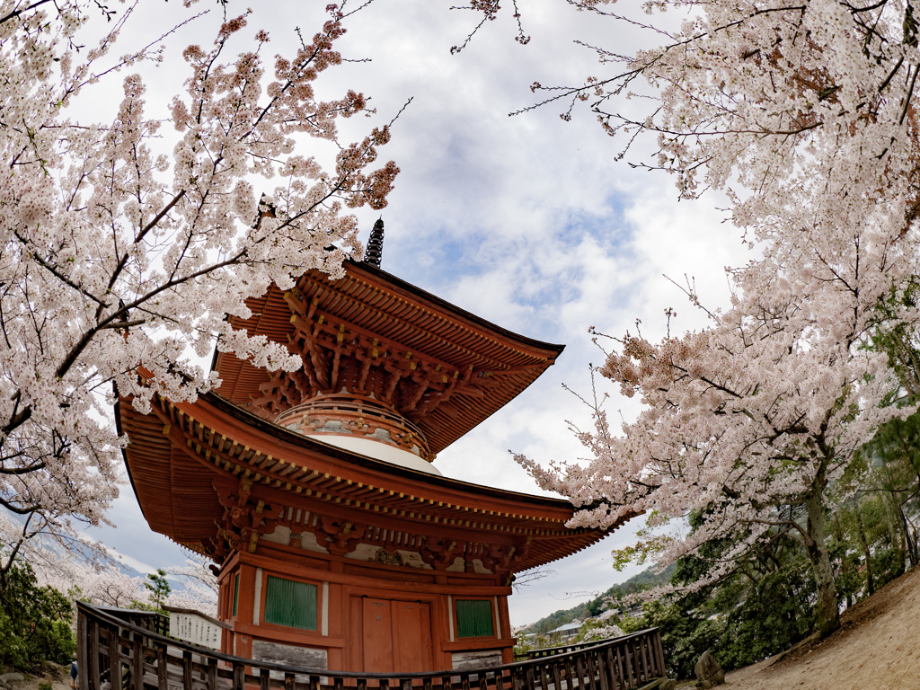 宮島　桜