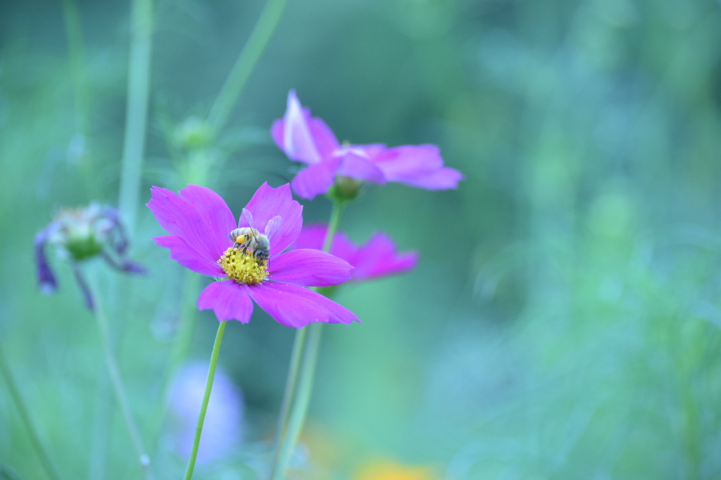 秋桜