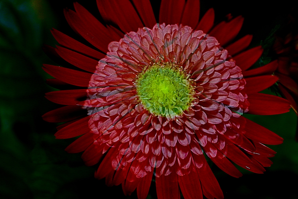 ガーベラ・ティアラシリーズ