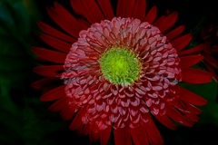 ガーベラ・ティアラシリーズ