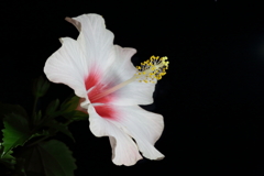 ハイビスカス