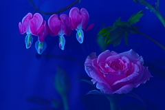 たいつり草・バラ