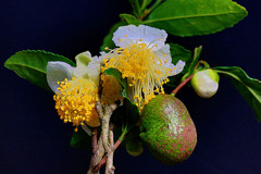 茶の花