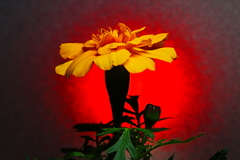 マリーゴールド