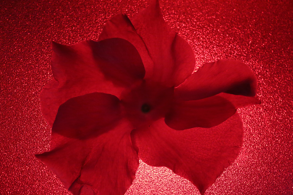 ディプラデニア