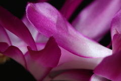 クジャクサボテン