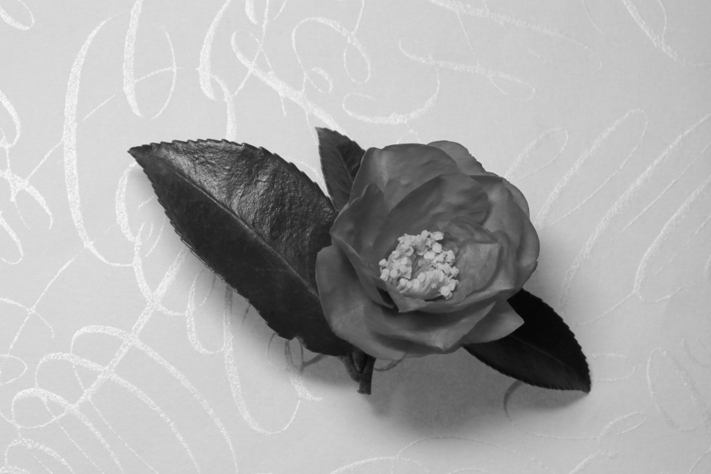 山茶花　モノクロ