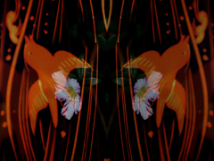 千鳥・ポーチュラカ