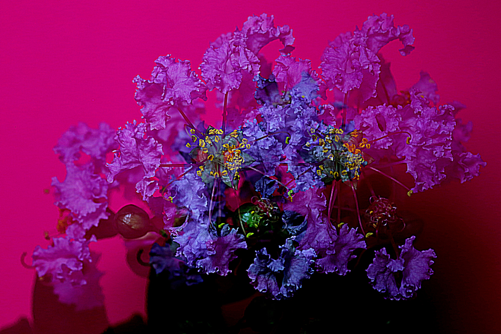 サルスベリ（薄紫）