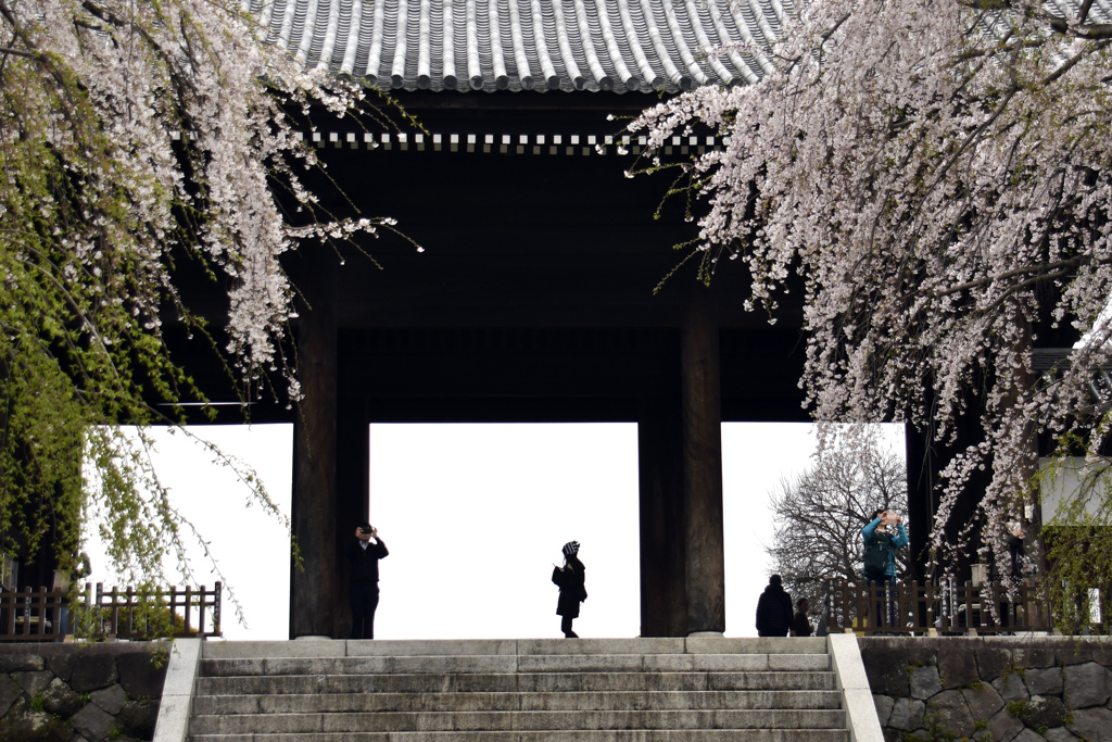 東郷寺の枝垂桜