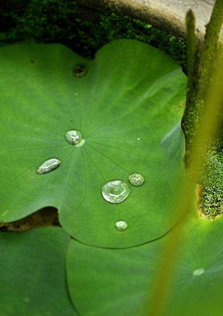 雨の名残