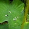 雨の名残
