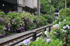 江ノ電を待つ紫陽花