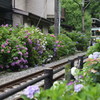 江ノ電を待つ紫陽花