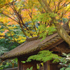 今年最後の紅葉　瑞泉寺