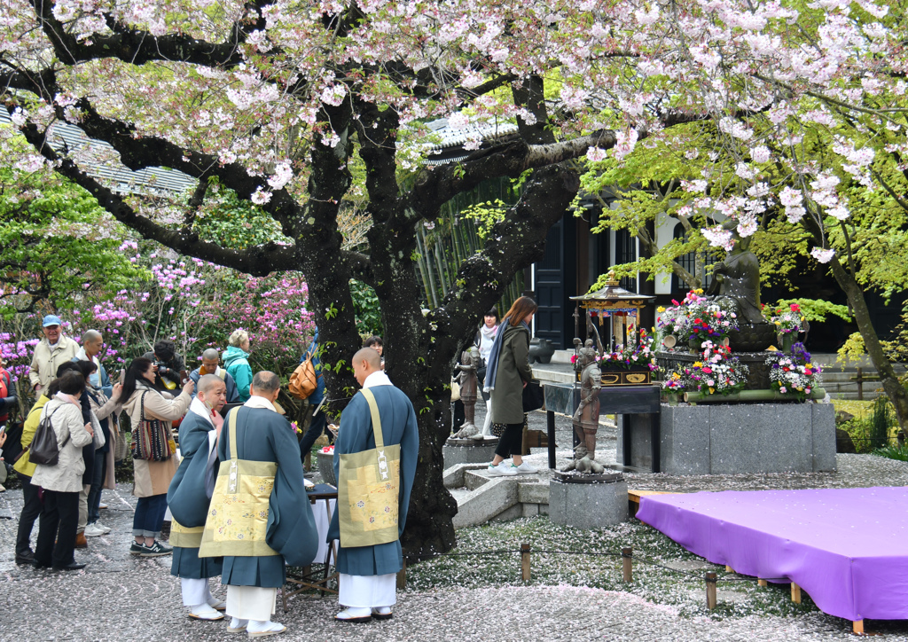 願わくば桜の下にて