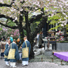 願わくば桜の下にて