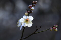 咲き始め