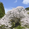 宇陀仏隆寺の千年桜