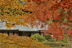 錦秋の浄瑠璃寺