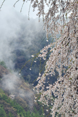 雨上がりの枝垂桜