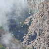 雨上がりの枝垂桜