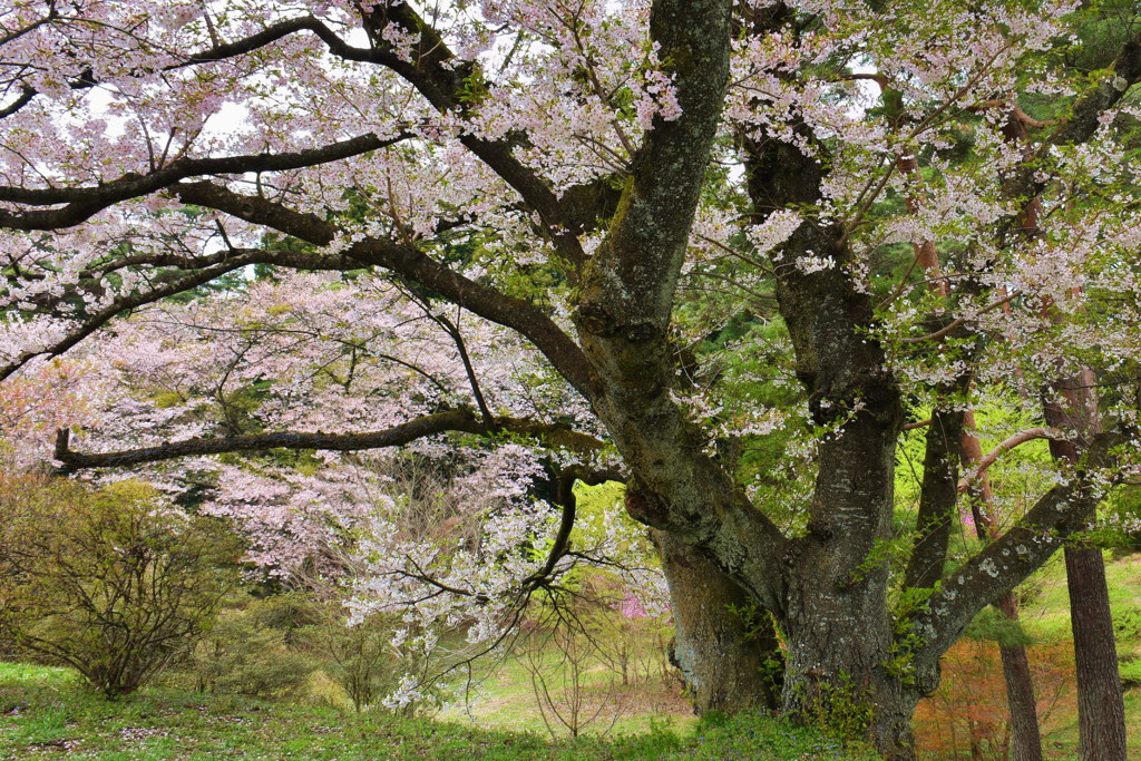 千人塚公園の桜