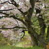 千人塚公園の桜