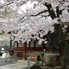 鞆の浦の桜