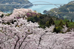 しまなみ海道の桜
