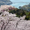 しまなみ海道の桜