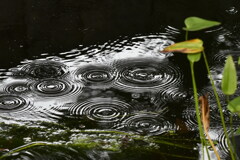 雨の紋様