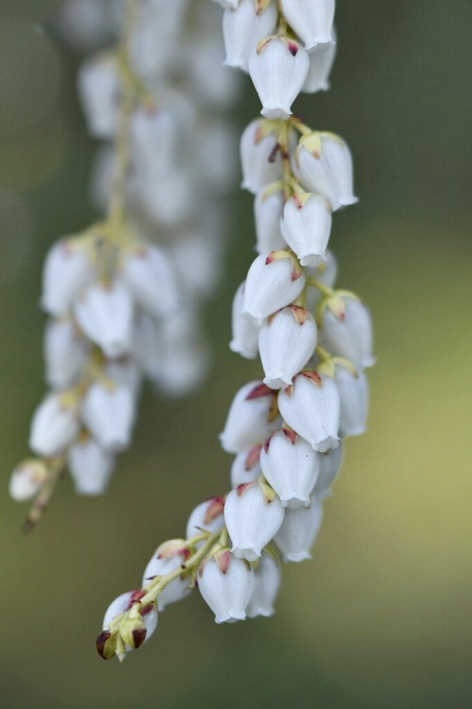 静かに咲く花