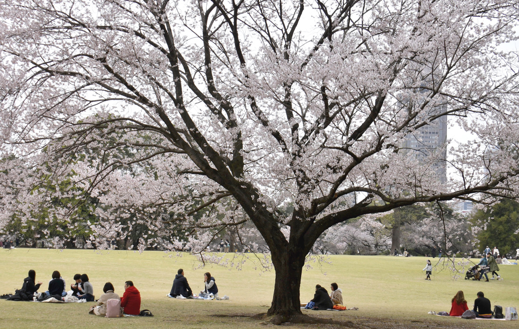 花の下にて