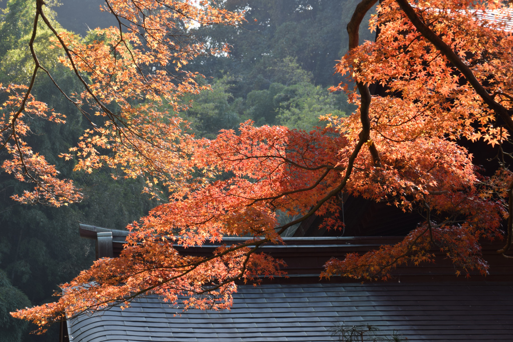 今年最後の紅葉 瑞泉寺３