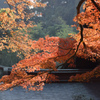 今年最後の紅葉 瑞泉寺３