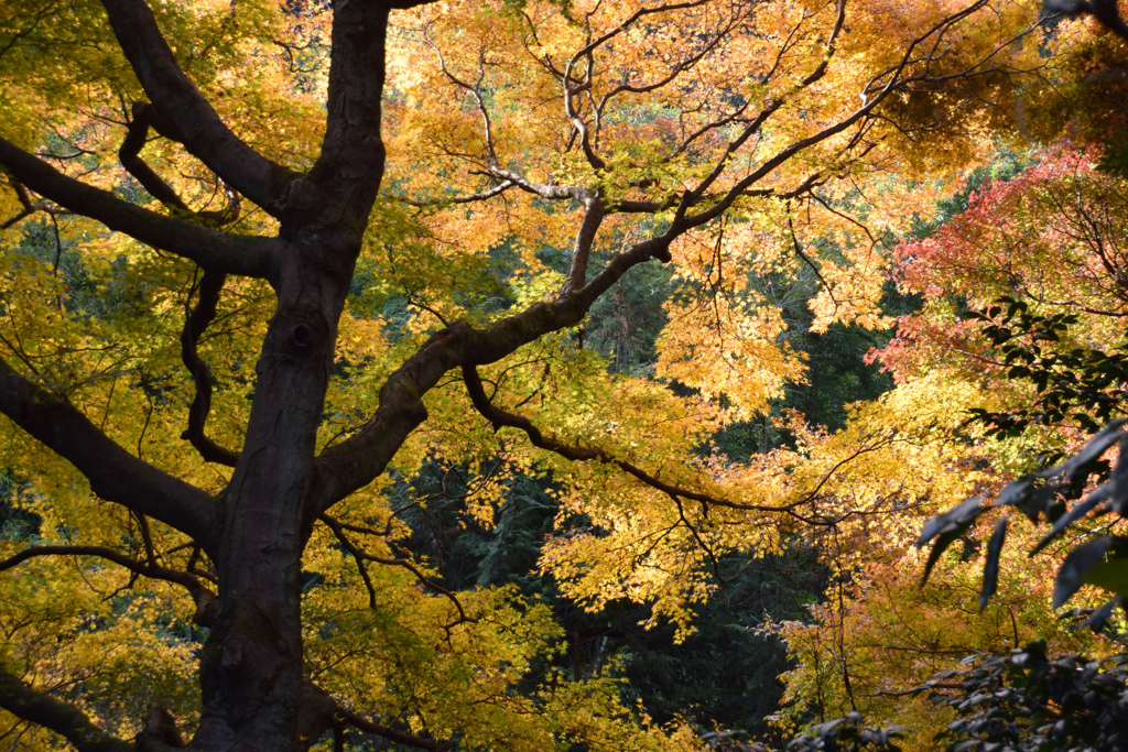 今年最後の紅葉 瑞泉寺２