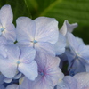 近所の紫陽花