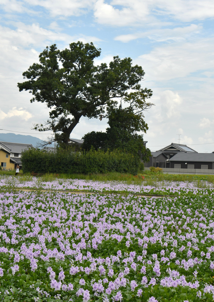 本薬師寺跡のホテイアオイ