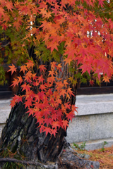 橿原神宮の紅葉