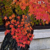 橿原神宮の紅葉