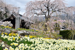 光前寺の枝垂桜