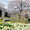 光前寺の枝垂桜