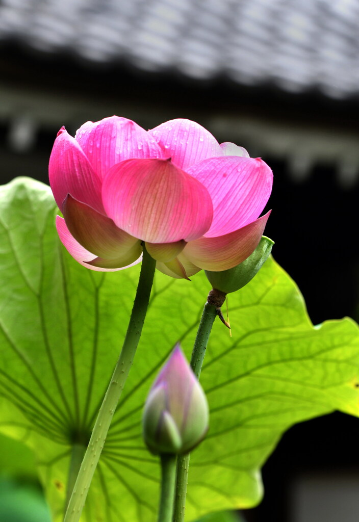 夏の花