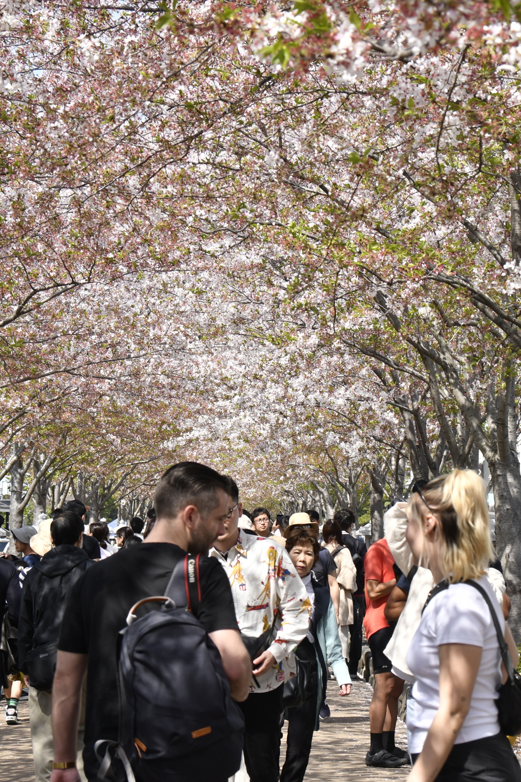 段葛は桜のトンネル