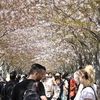 段葛は桜のトンネル
