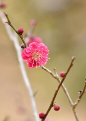 可愛い花
