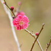 可愛い花