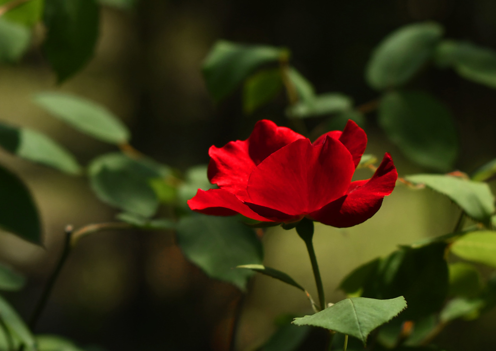 花の名はベスビオス